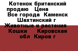 Котенок британский продаю › Цена ­ 3 000 - Все города, Каменск-Шахтинский г. Животные и растения » Кошки   . Кировская обл.,Киров г.